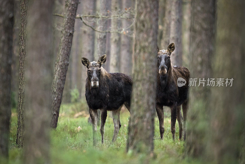 驼鹿(Alces Alces)